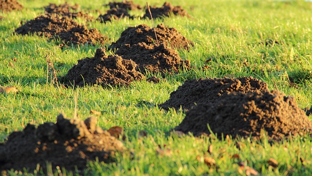 lawn