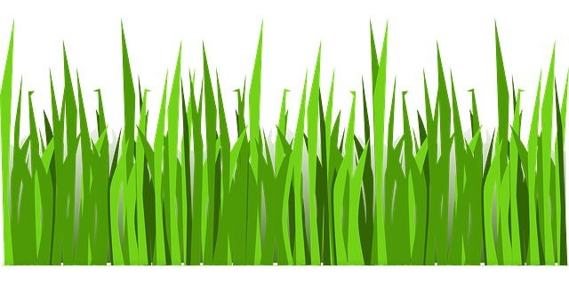 lawn