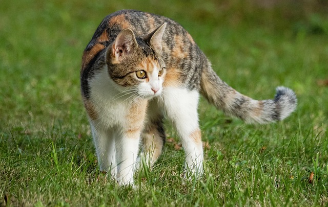 lawn