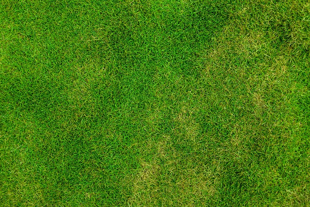Transforming Outdoor Spaces: Expert Guides to a Stunning Lawn Redesign