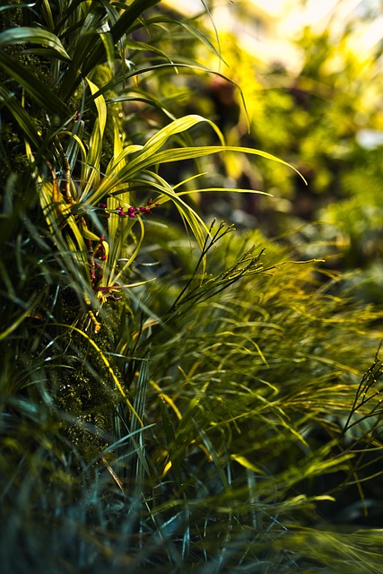 lawn