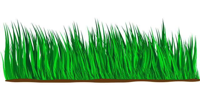 lawn