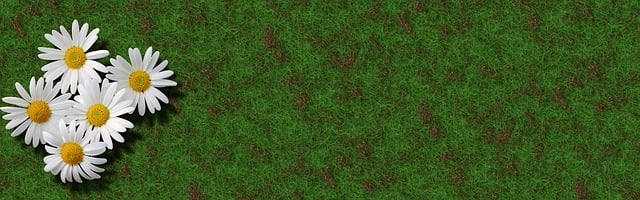 lawn