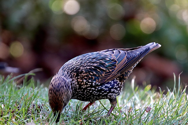 lawn