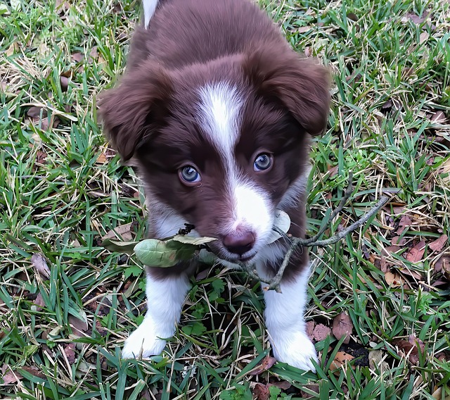 lawn-640x480-76996226.jpeg