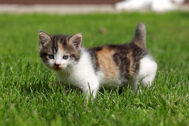 lawn