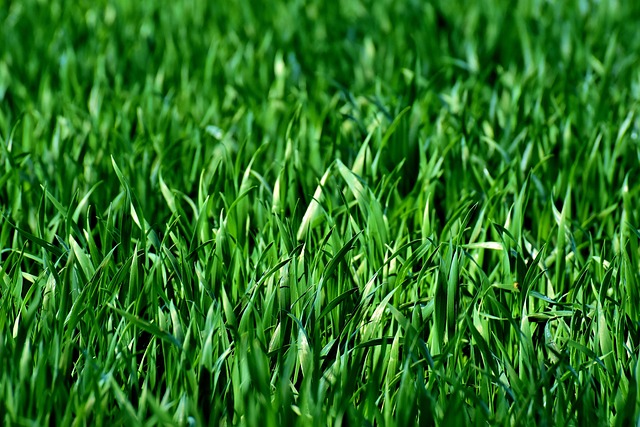 lawn-640x480-80813688.jpeg