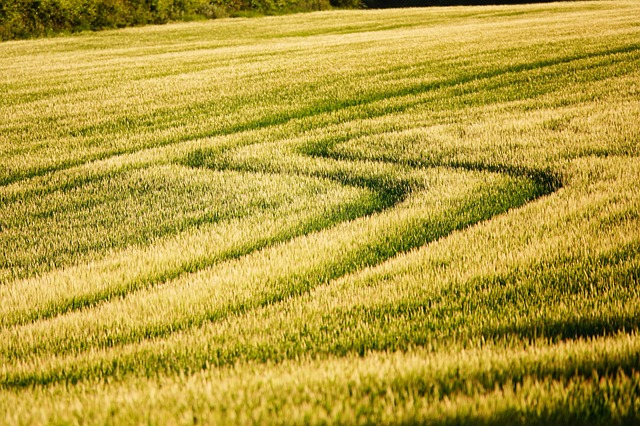 lawn-640x480-84204079.jpeg