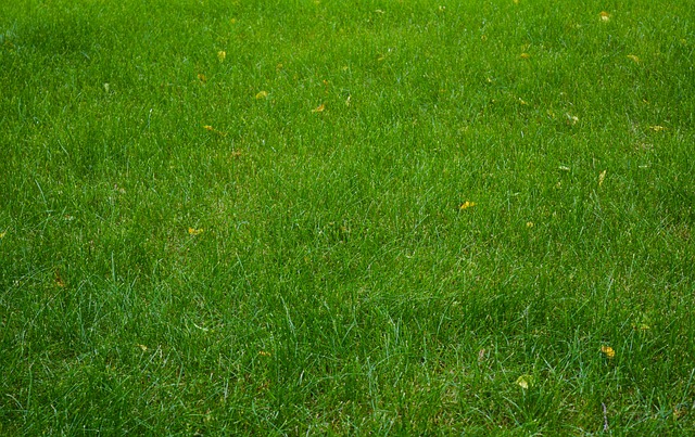lawn