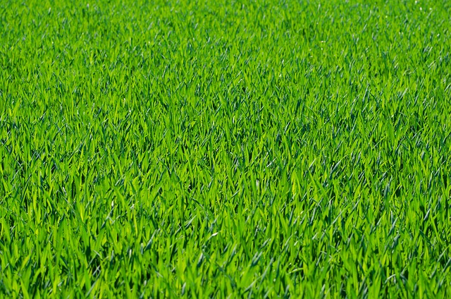 lawn
