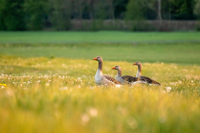lawn-640x480-99297467.jpeg
