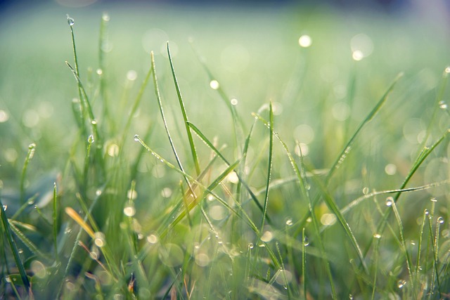Lawn Care