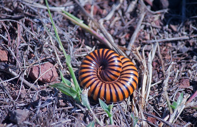 milipede-640x480-12698179.jpeg