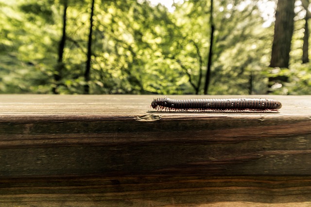 milipede-640x480-12714837.jpeg