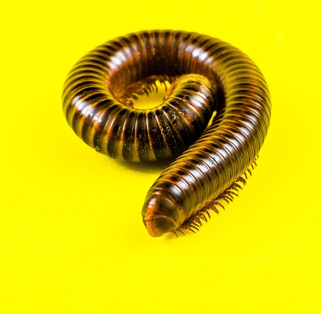 Advanced Technologies for Efficient Millipede Extermination Services