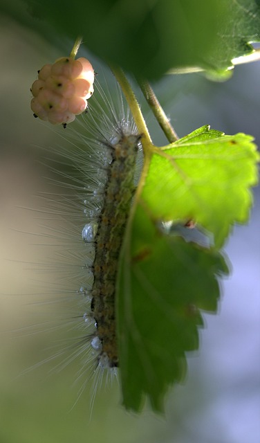 milipede-640x480-26622341.jpeg