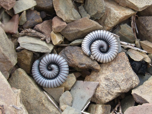 milipede-640x480-31350258.jpeg