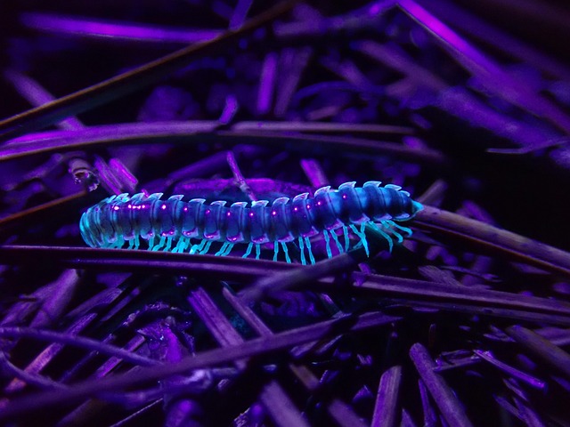 milipede-640x480-36590135.jpeg