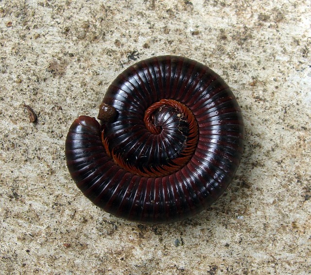 milipede-640x480-39909175.jpeg