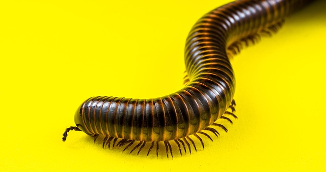 Expert Millipede Control: Eco-Friendly Solutions for Instant Relief