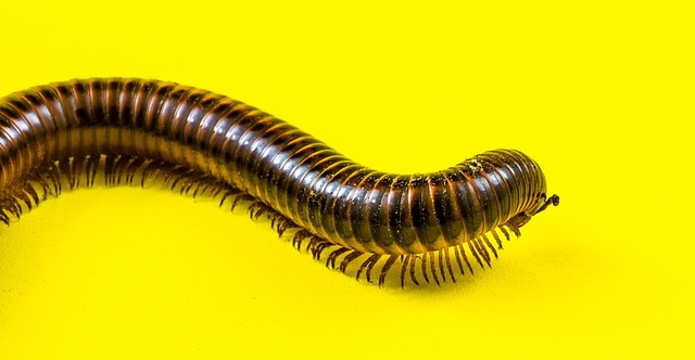 Eco-Friendly Millipede Solutions: Expert Control for Guaranteed Results