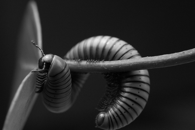 Expert Millipede Control: Eco-Friendly Solutions for Infestations in Basements & Crawl Spaces