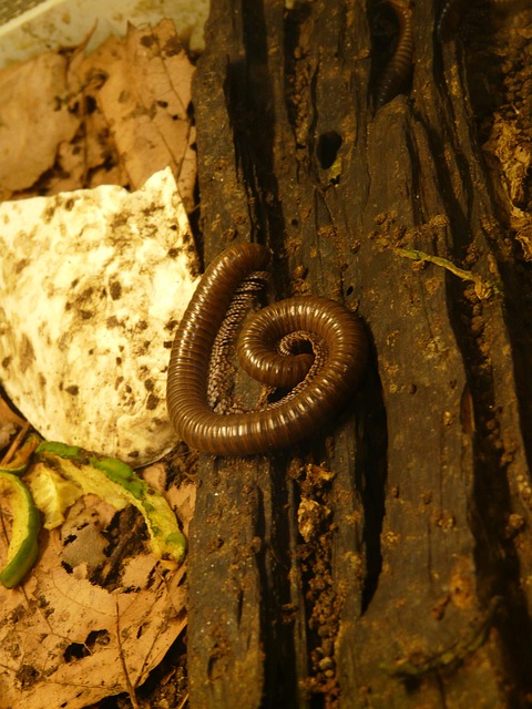 milipede-640x480-7512816.jpeg