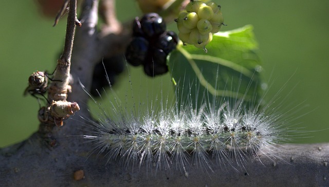milipede-640x480-83532248.jpeg