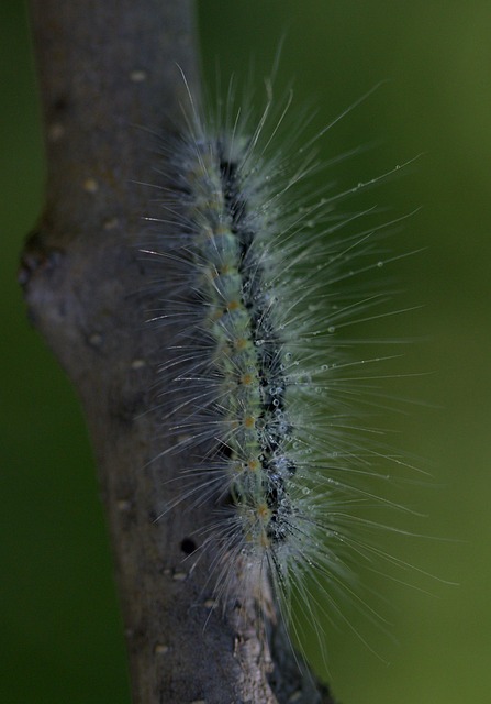 milipede-640x480-93037691.jpeg