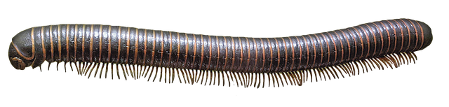 milipede-640x480-98466495.png