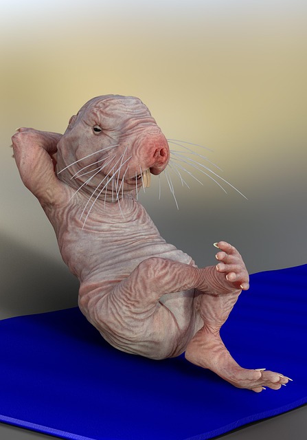 mole-insect-640x480-14030885.jpeg