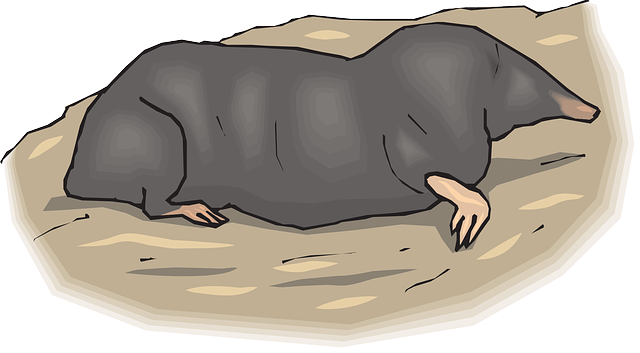mole-insect-640x480-46060735.png