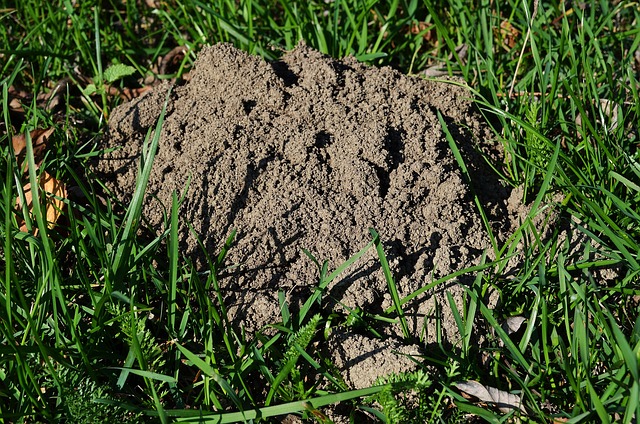 mole-insect-640x480-91907183.jpeg