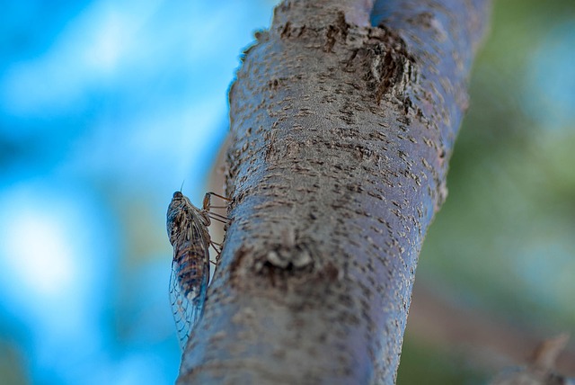 mole-insect-640x480-95742434.jpeg