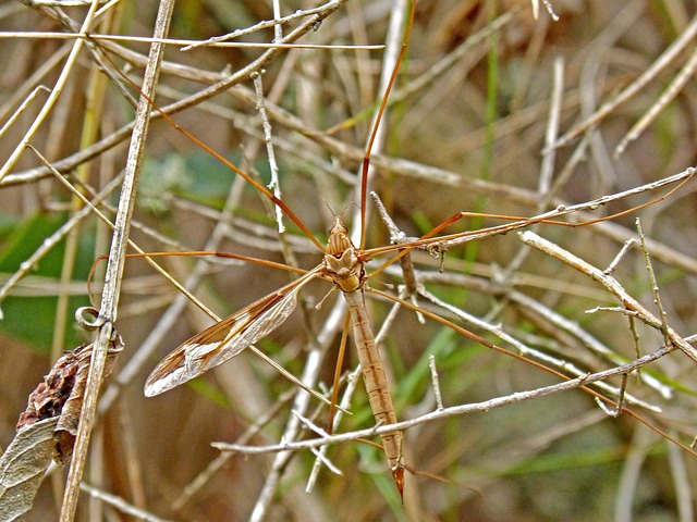 mosquito-640x480-22857743.jpeg