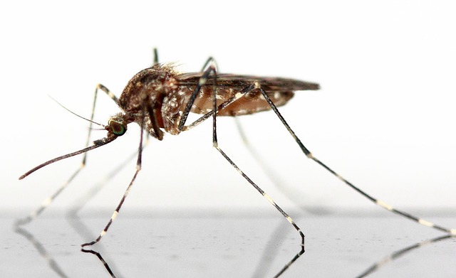 mosquito-640x480-26457002.jpeg