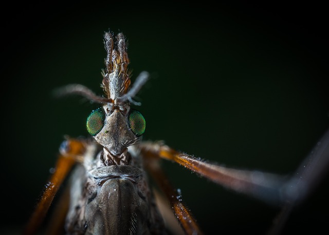 mosquito-640x480-36818793.jpeg