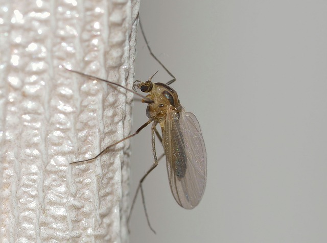 mosquito-640x480-42482430.jpeg