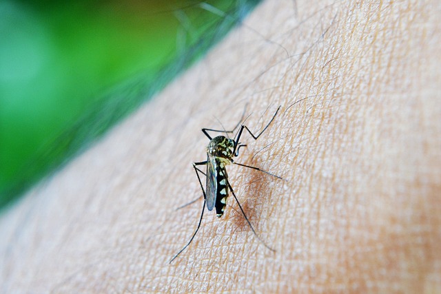 mosquito-640x480-43624862.jpeg