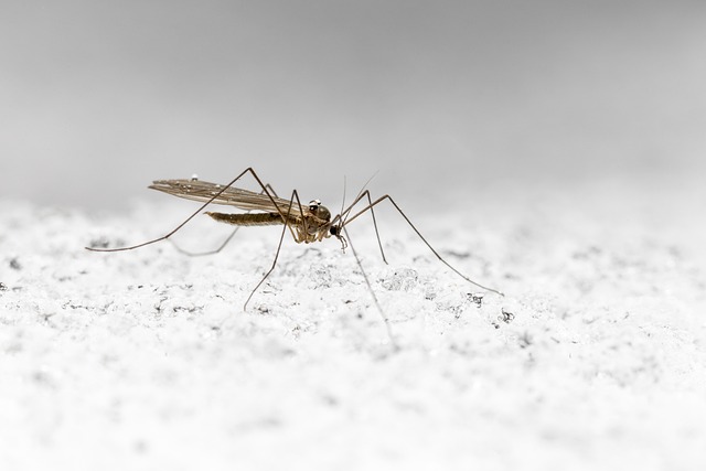 Discreet Mosquito Control: Keep Your Space Bug-Free with Minimal Disruption