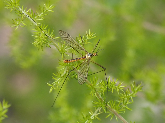 mosquito-640x480-59140004.jpeg