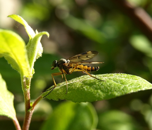 mosquito-640x480-59646903.jpeg