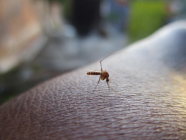 mosquito-640x480-79076478.jpeg