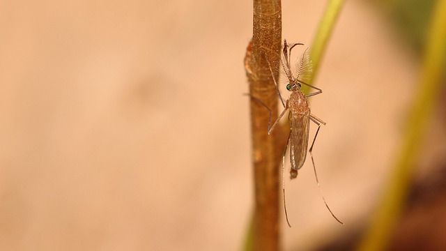 mosquito-640x480-79434844.jpeg