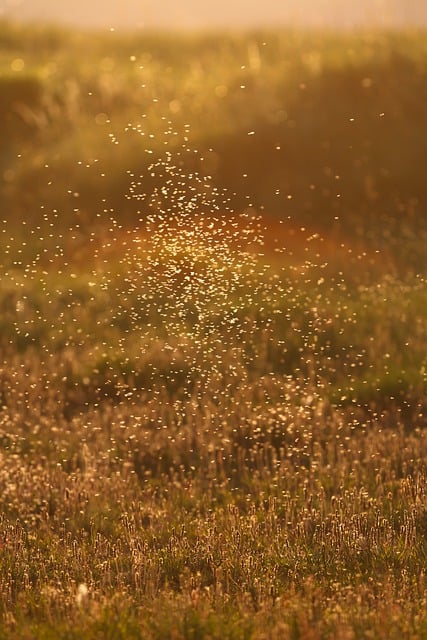 mosquito-640x480-84776304.jpeg