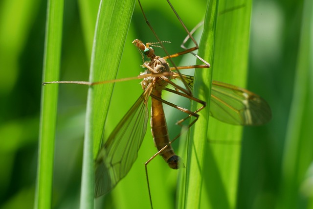 Eco-Friendly Mosquito Management: Safe, Sustainable Solutions vs. Traditional Methods