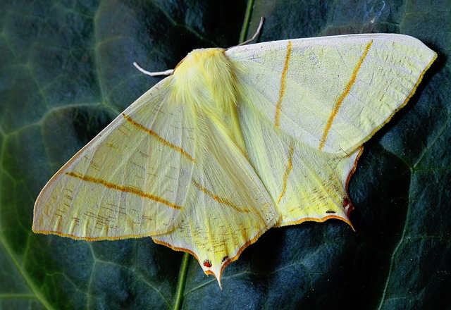 moth-moths-640x480-1061544.jpeg