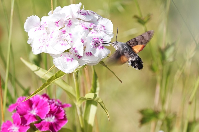 moth-moths-640x480-20865233.jpeg