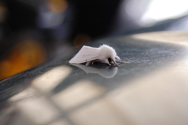 Targeted Treatments for Clothes Moth Infestation: Wardrobe, Fabrics & Storage Solutions