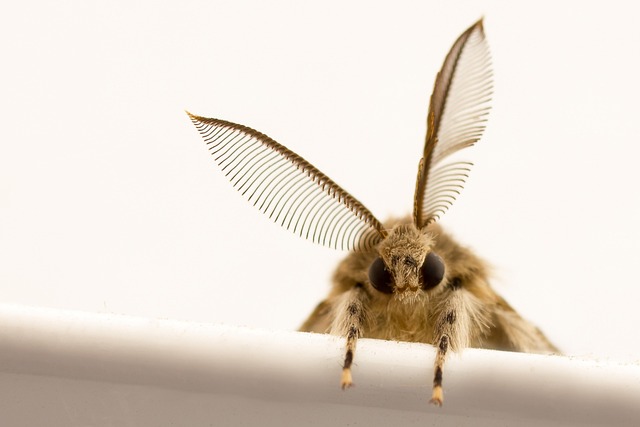moth-moths-640x480-49185592.jpeg